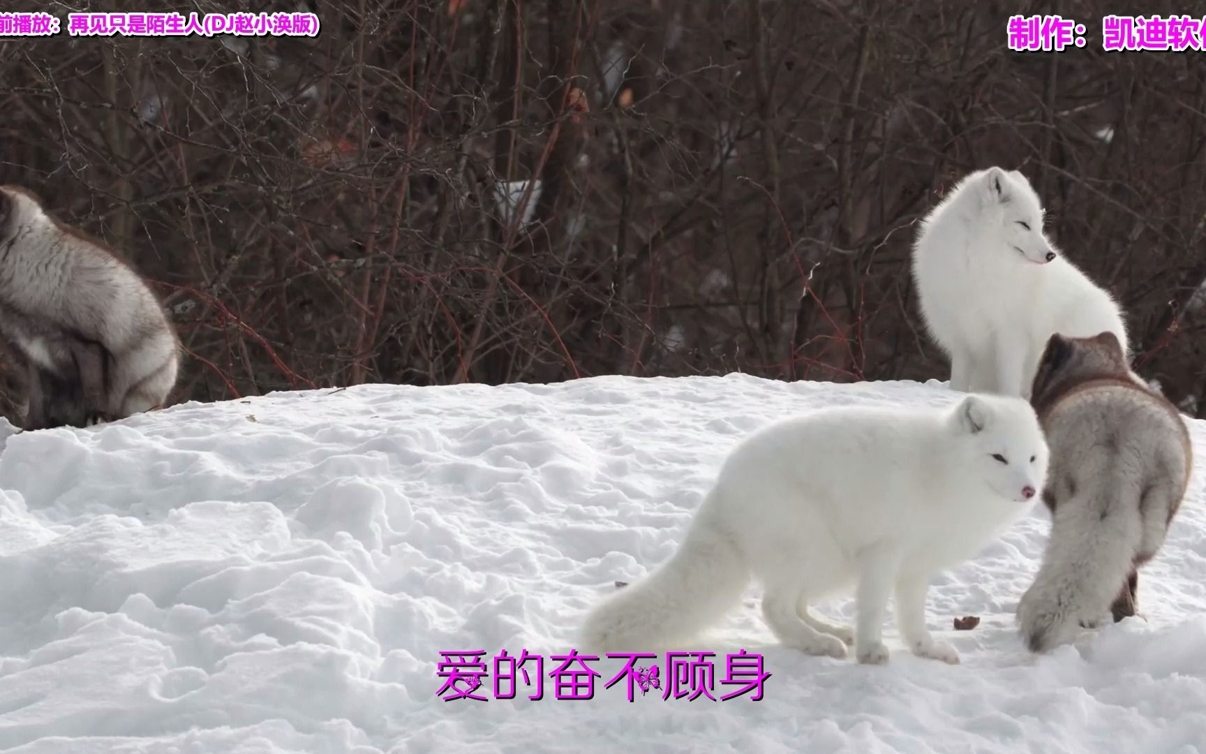 [图]《再见只是陌生人(DJ赵小涣版)》欣赏，mv视频的制作