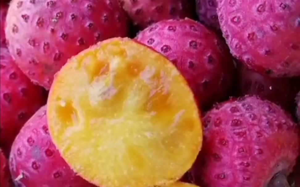 香甜多汁四照花果 石枣果