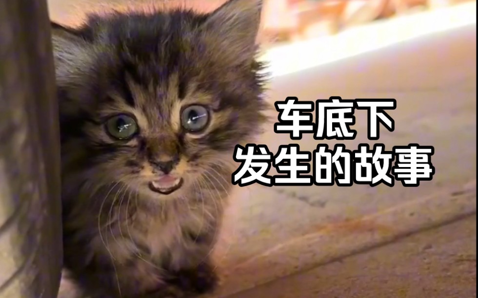 [图]在车底下，捡到一只流浪猫！