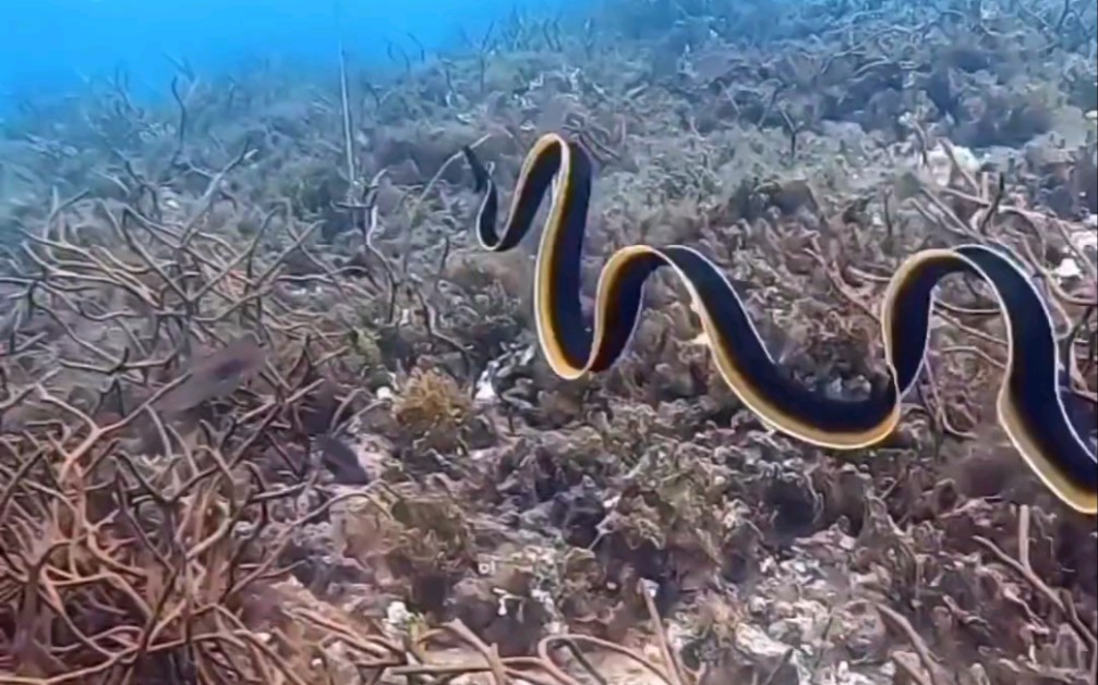 【丝带鳗】活体混天绫