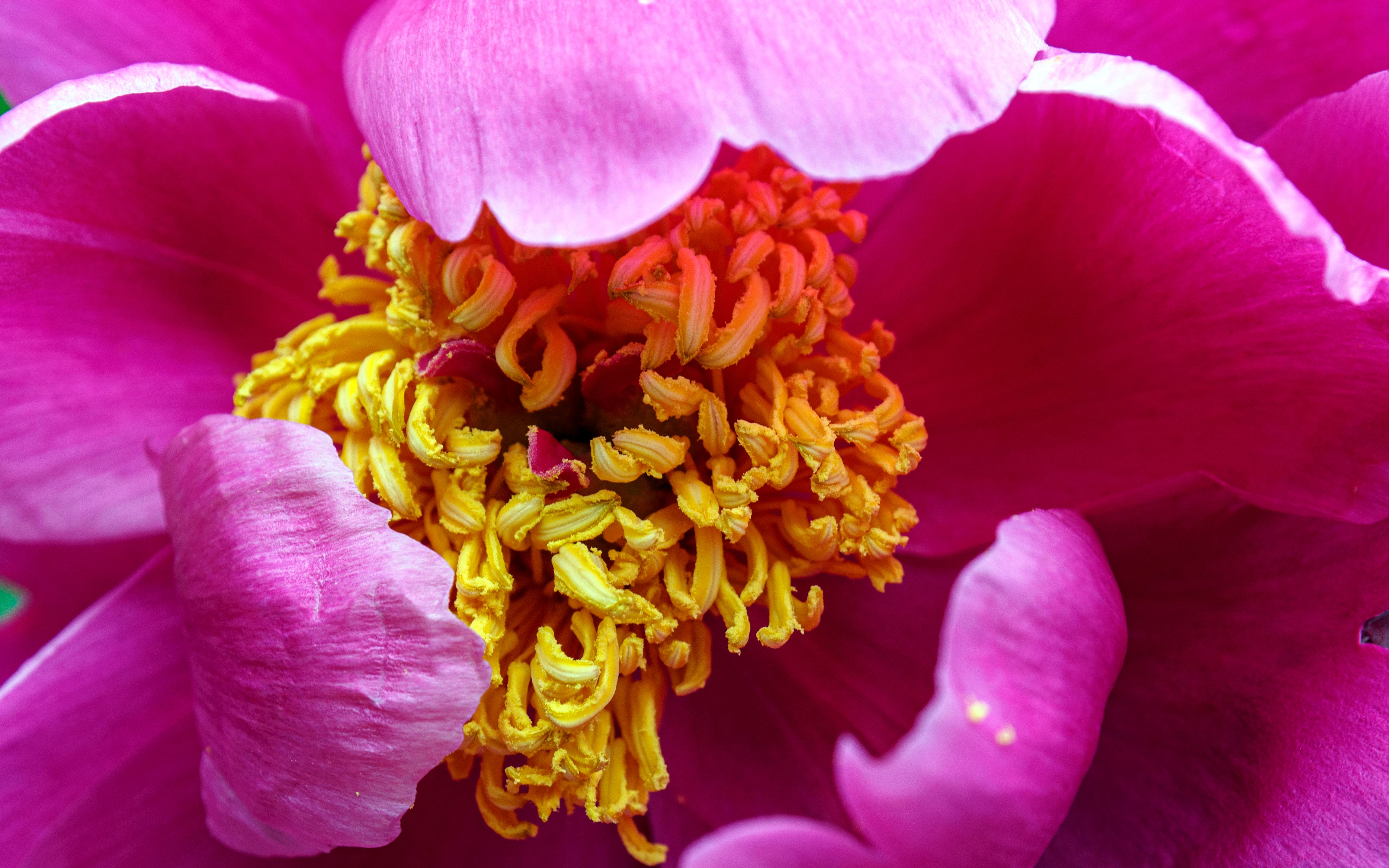 《芍药·瓢虫·蜜蜂》