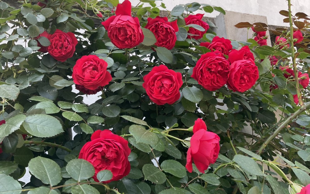 月季弗洛伦蒂娜