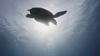 深海挑战：☀️☀️穿越太平洋的潜水冒险