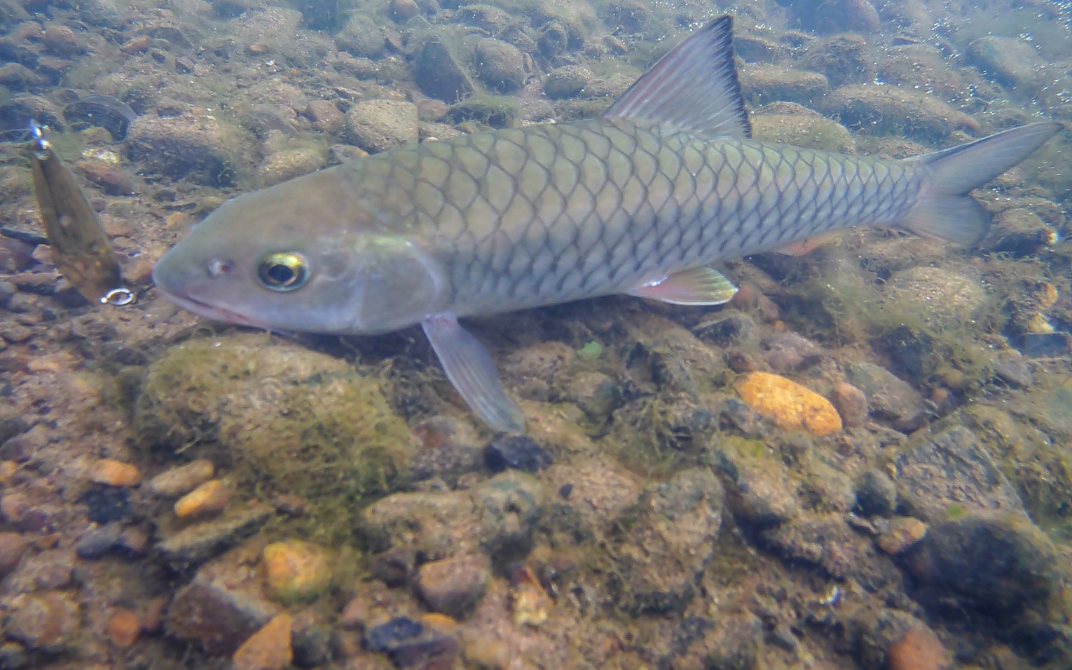 8.3 溪流倒刺鲃(军鱼)