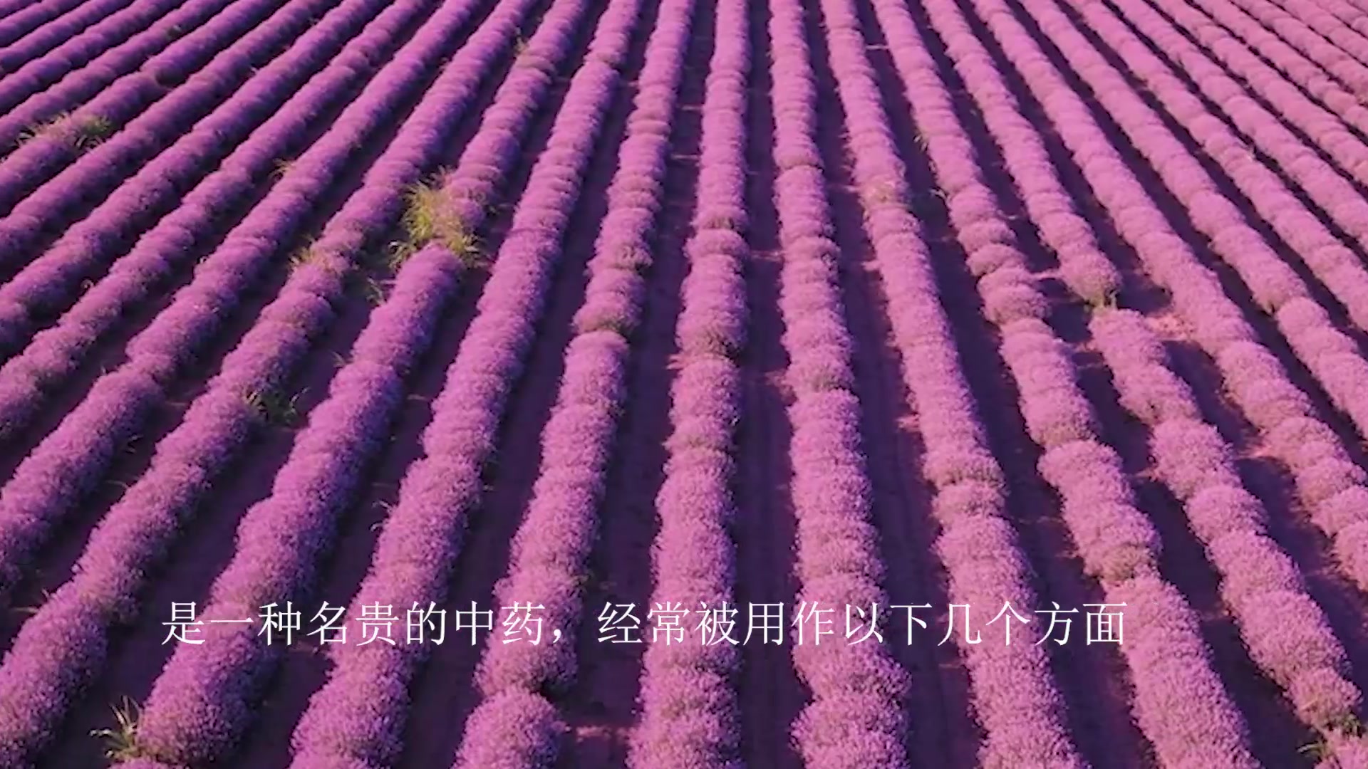 鹿鞭的好处与作用吃法,鲜鹿茸好处与作用哔哩哔哩bilibili