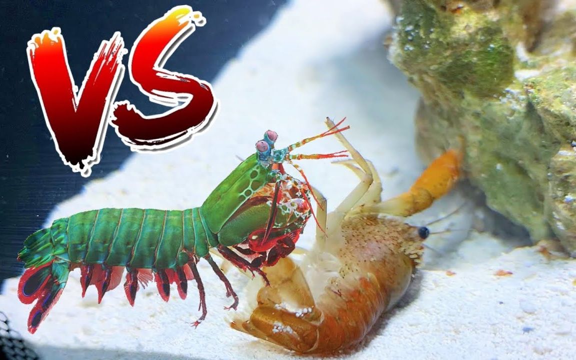 [脱帽致敬]英勇小龙虾几乎在客场击败恶霸螳螂虾