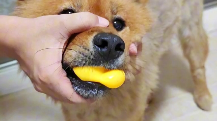 小黄狗咬小黄鸭