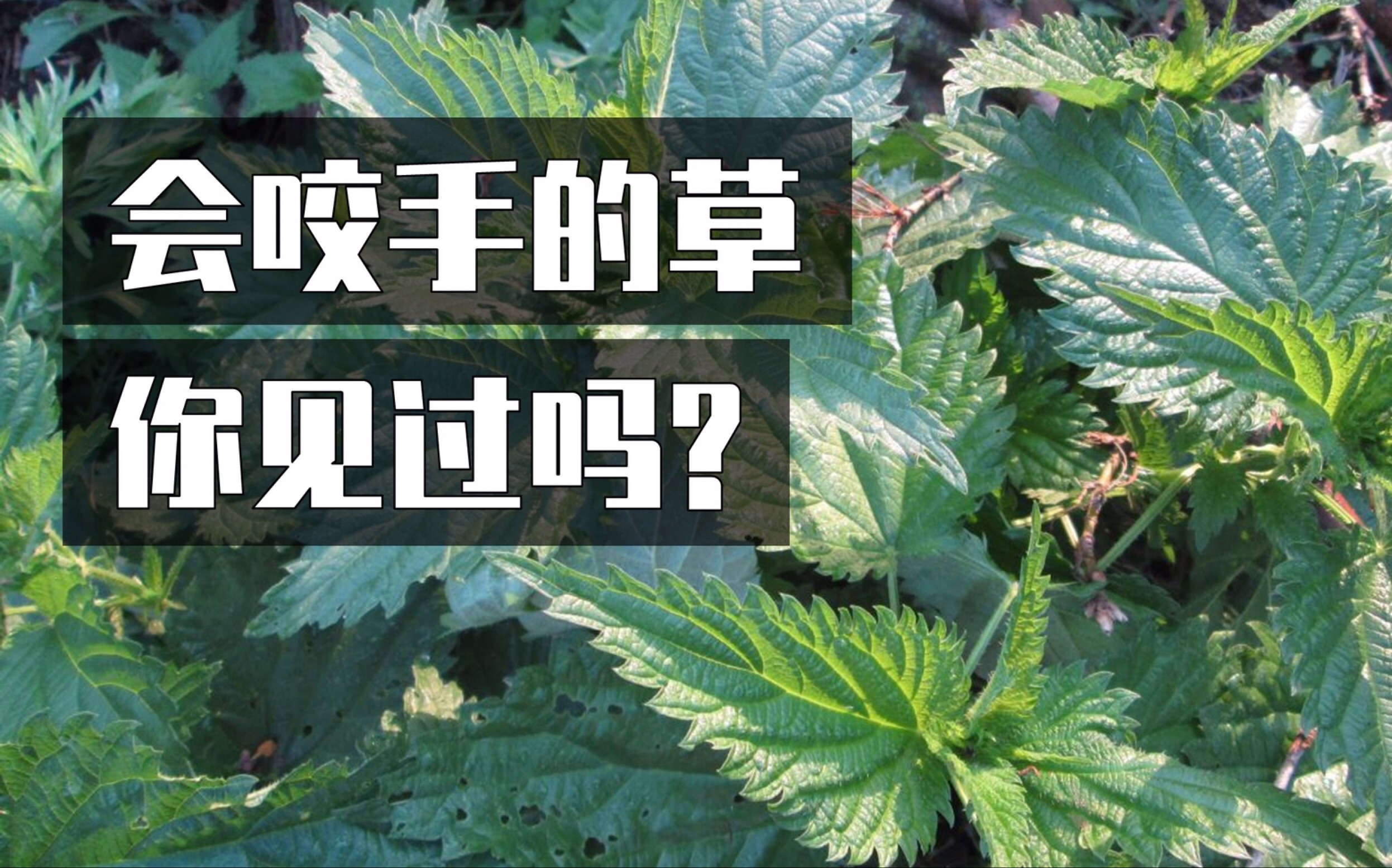 [图]会咬人的草究竟是什么？盘点童年常见植物