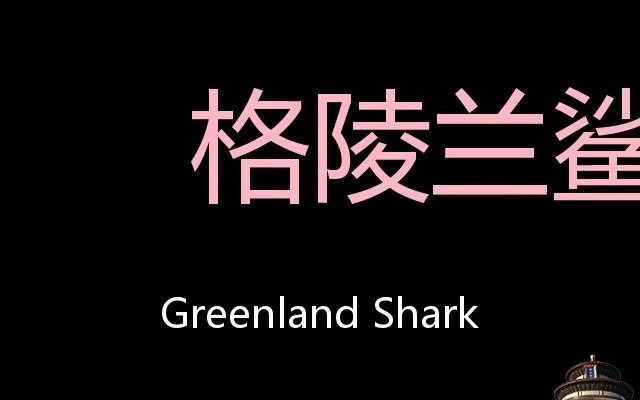 [图]格陵兰鲨 Chinese Pronunciation Greenland Shark