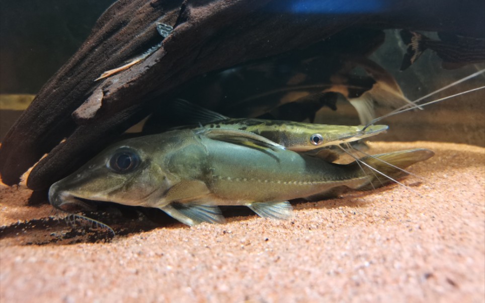 远观巴西绿海豚起飞_哔哩哔哩_bilibili