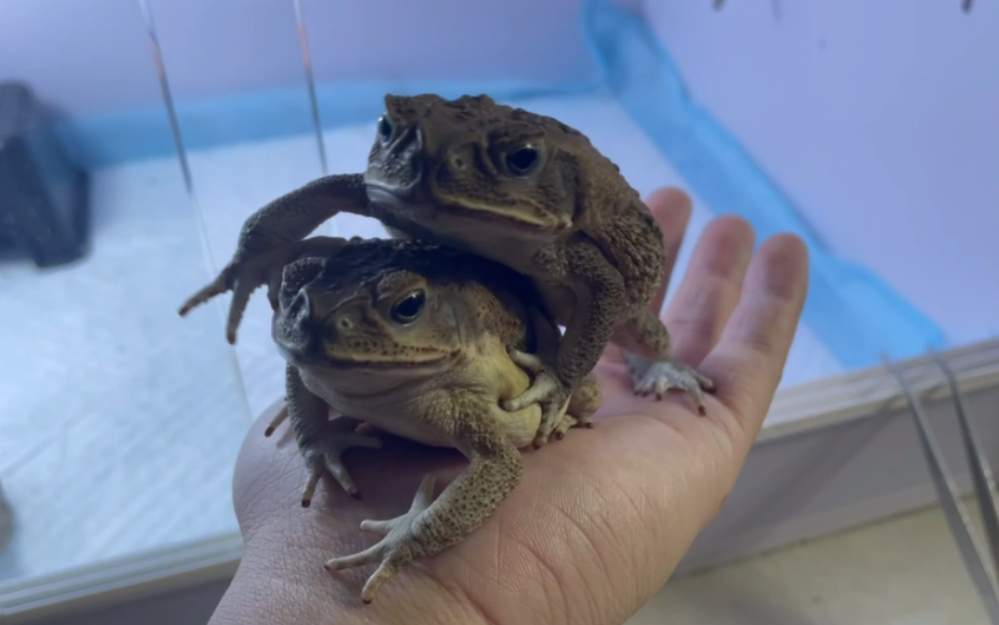 噢! 海蟾蜍怎么长手上了