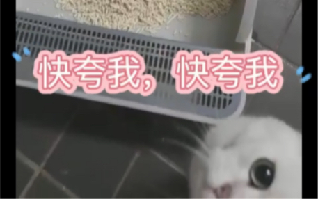 [图]这个时代，猫猫都知道要垃圾分类啦