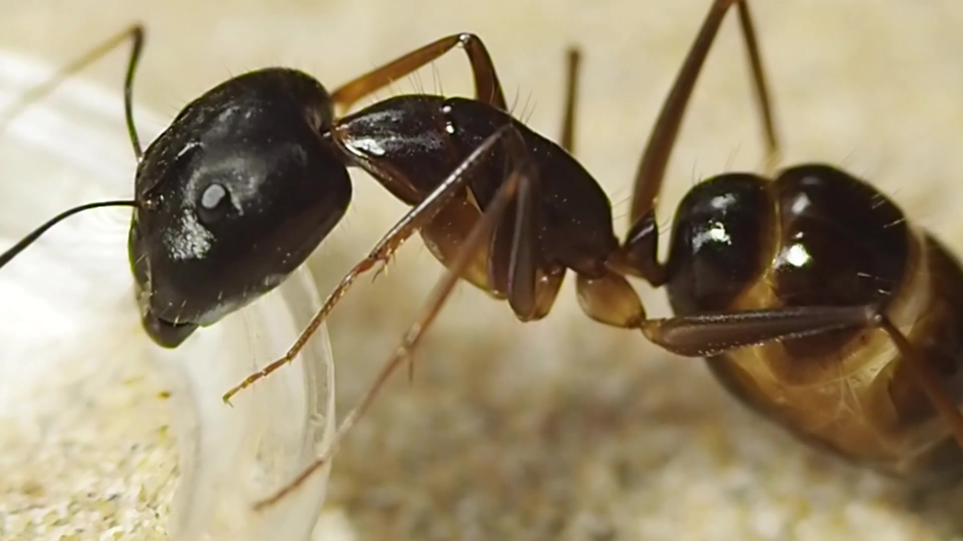 弓背蚁的简单喂食视频