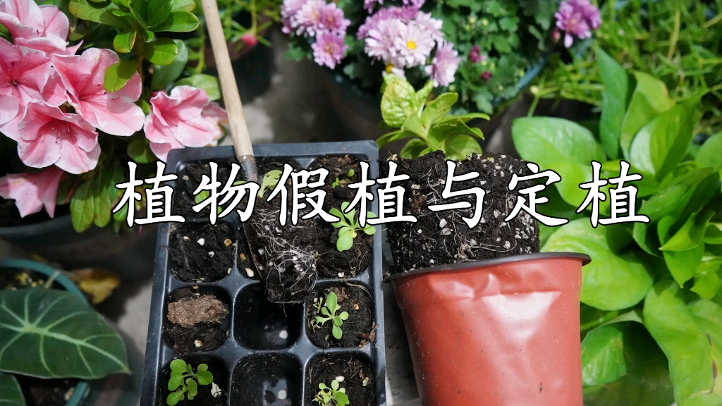 名词解释,植物假植与定植哔哩哔哩bilibili