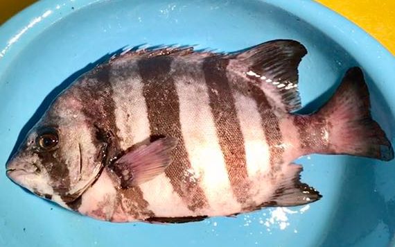 【ha-75 一人条石鲷,最难将息 】