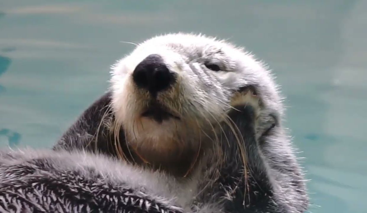 鸟羽水族馆 揉脸脸 