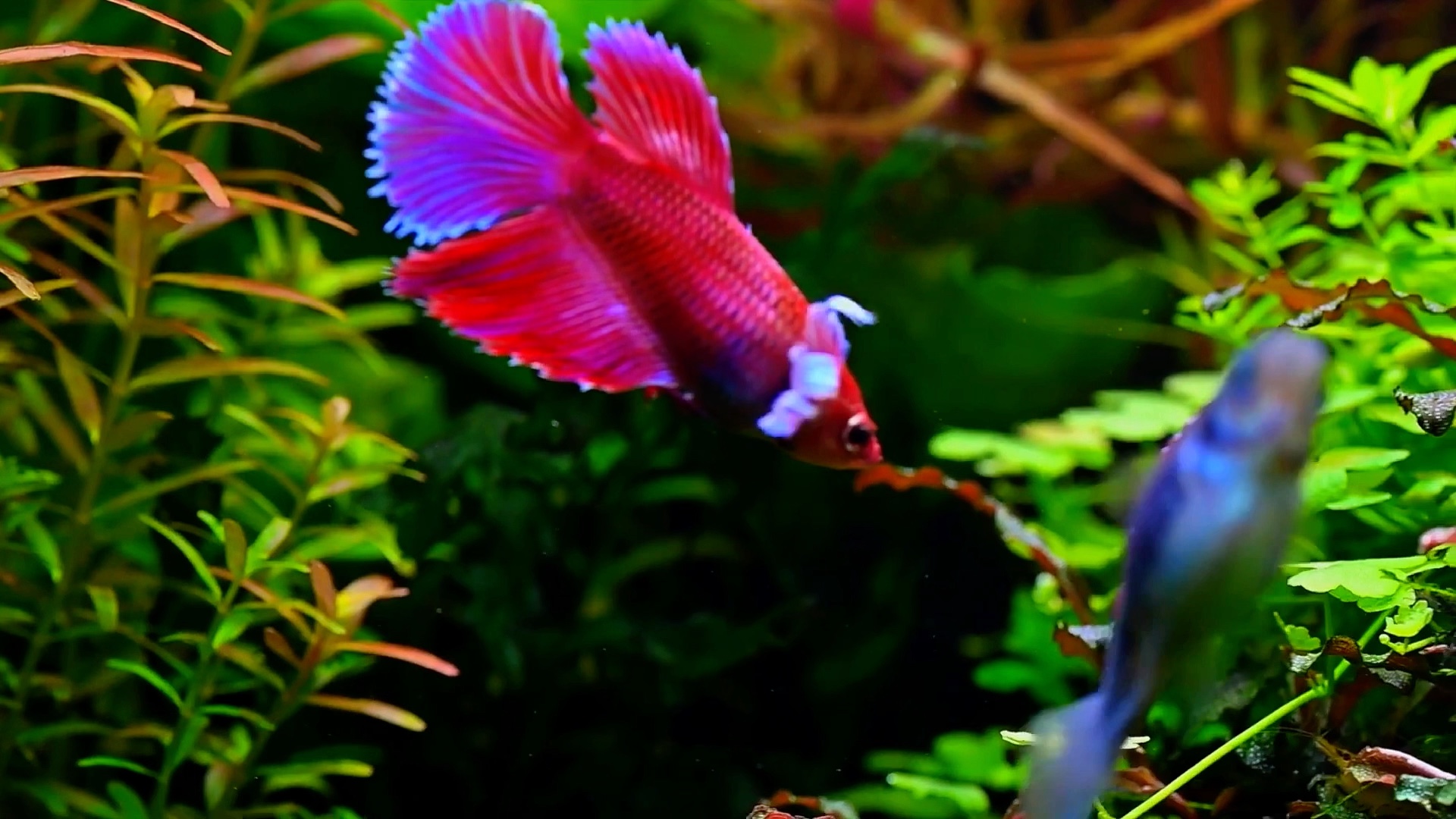 超级好看的泰国斗鱼