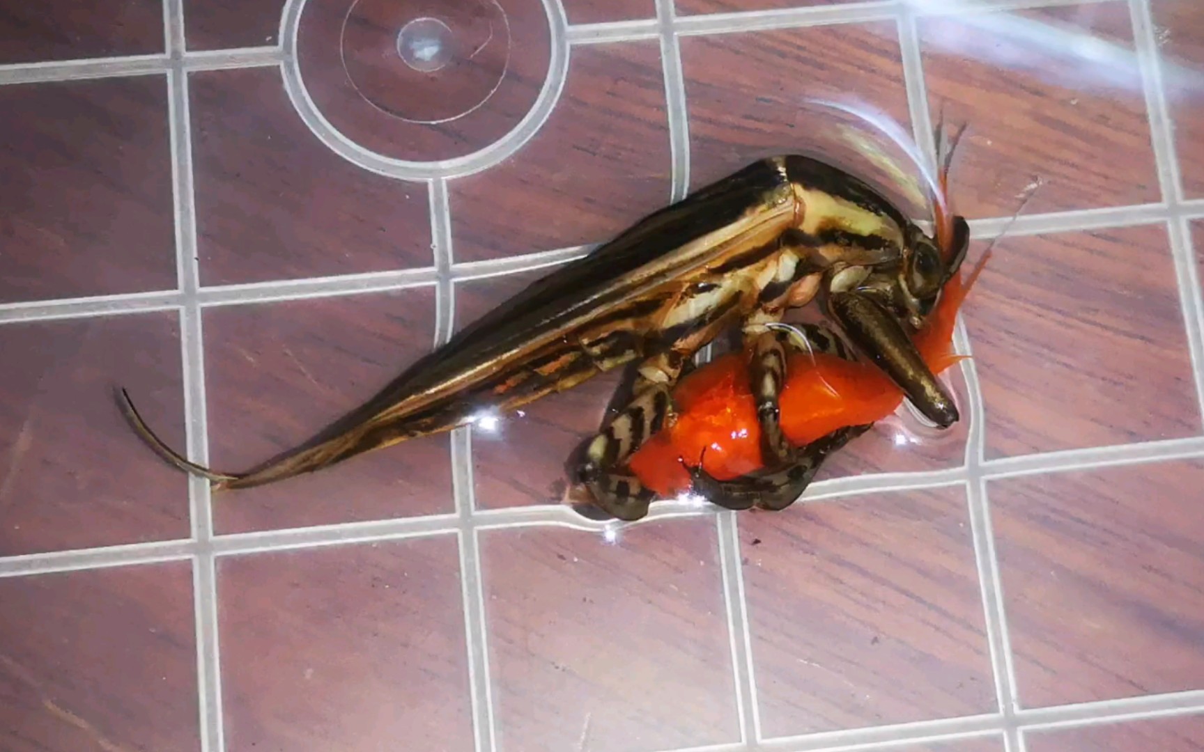 印度田鳖,客场仍然秒开食