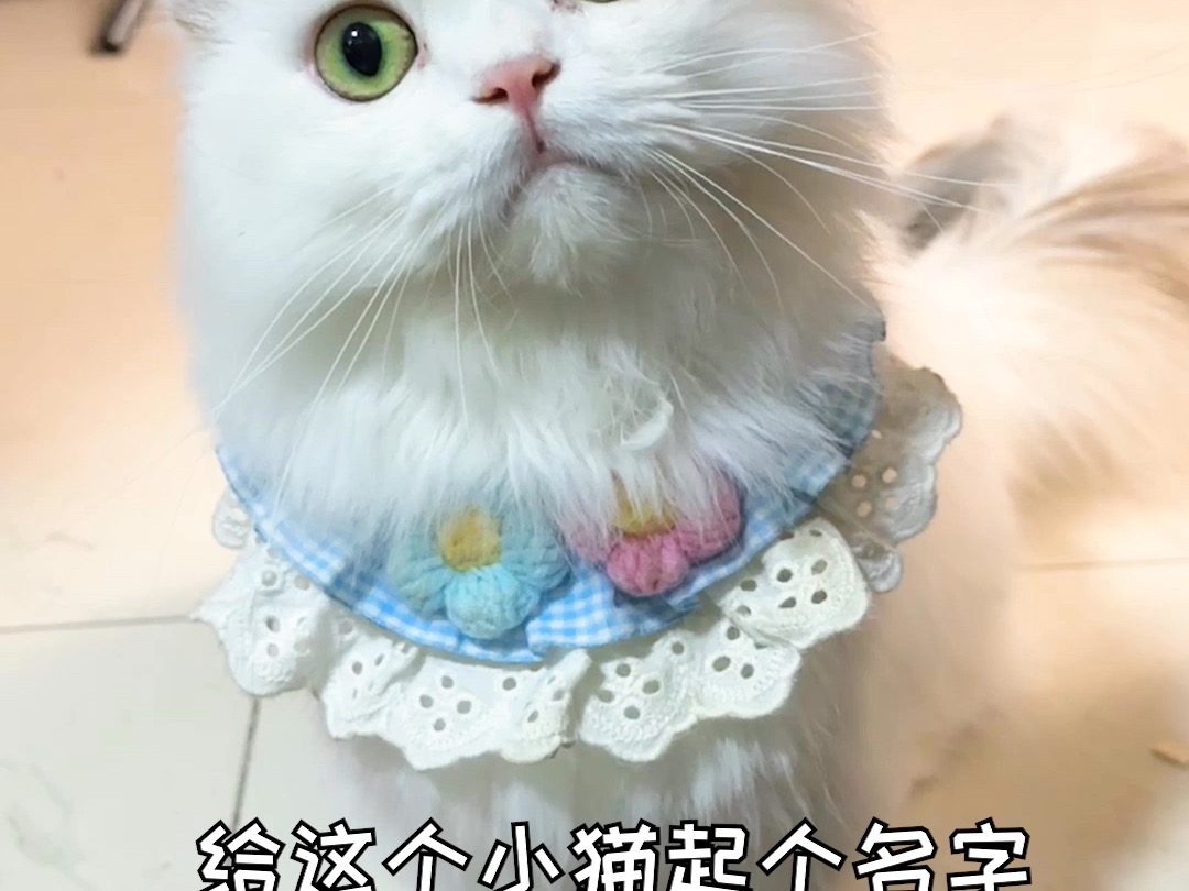 可以帮我家小猫取个名字吗?哔哩哔哩bilibili