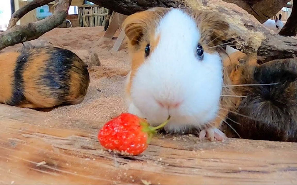 给动物园的小伙伴投食草莓_哔哩哔哩 (゜-゜)つロ 干杯~-bilibili