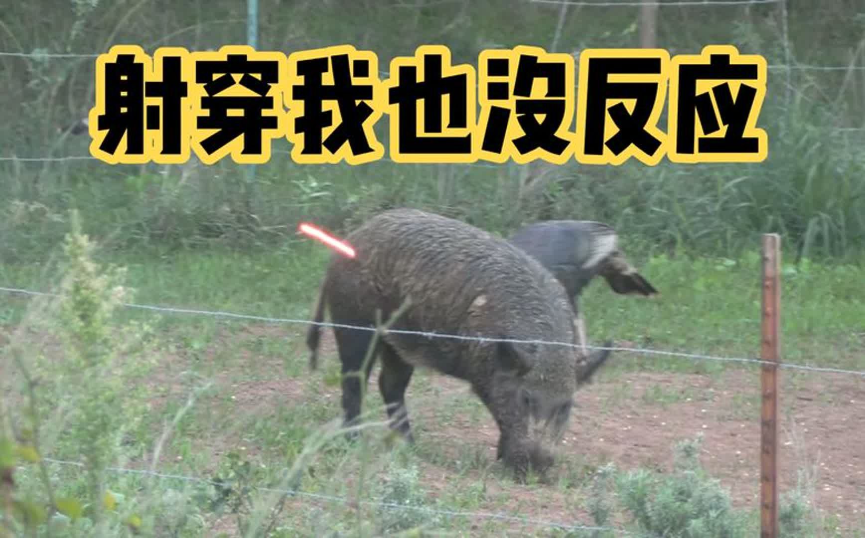 复合弓猎手一箭透体而过野猪,野猪一声不叫,传说中的猪坚强