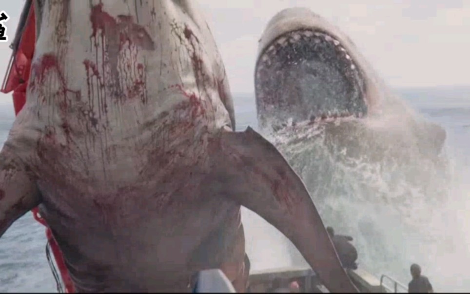 鲨鱼吃人恐怖可怕图片