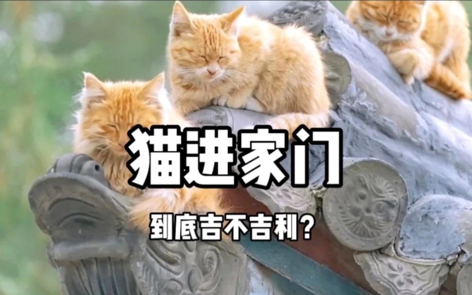 猫进家门到底吉不吉利?哔哩哔哩bilibili