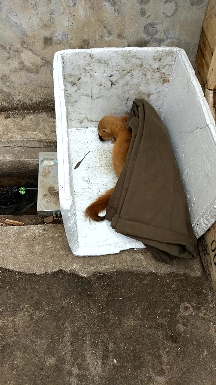 快要生育的黄鼠狼