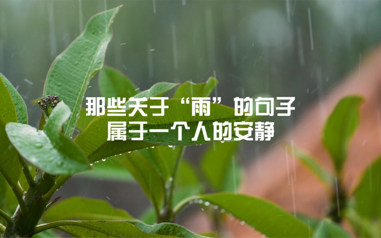 “风来听风,雨来听雨,人生百味,随意就好”|关于雨的句子哔哩哔哩bilibili