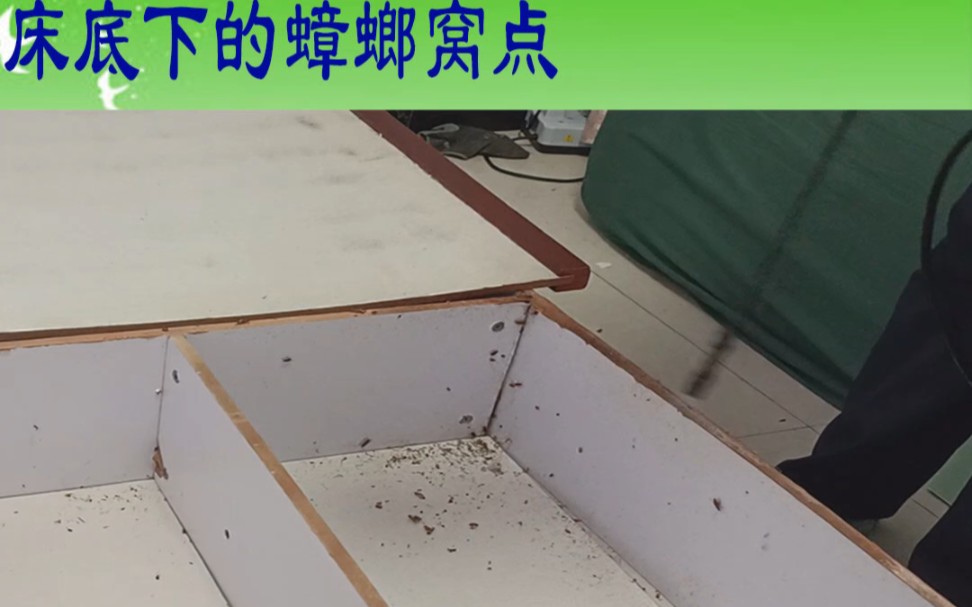 西安除蟑螂公司分享家里的床底下竟然成了蟑螂窝点