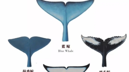 不同鲸鱼的尾巴