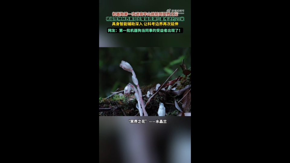 机器狗第一次进哀牢山就拍到冥界之花
