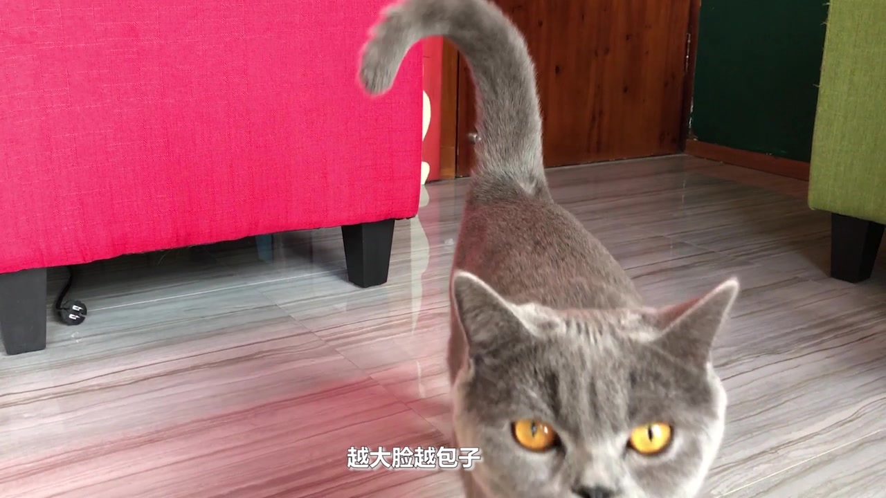 猫品种介绍之英短蓝猫哔哩哔哩bilibili