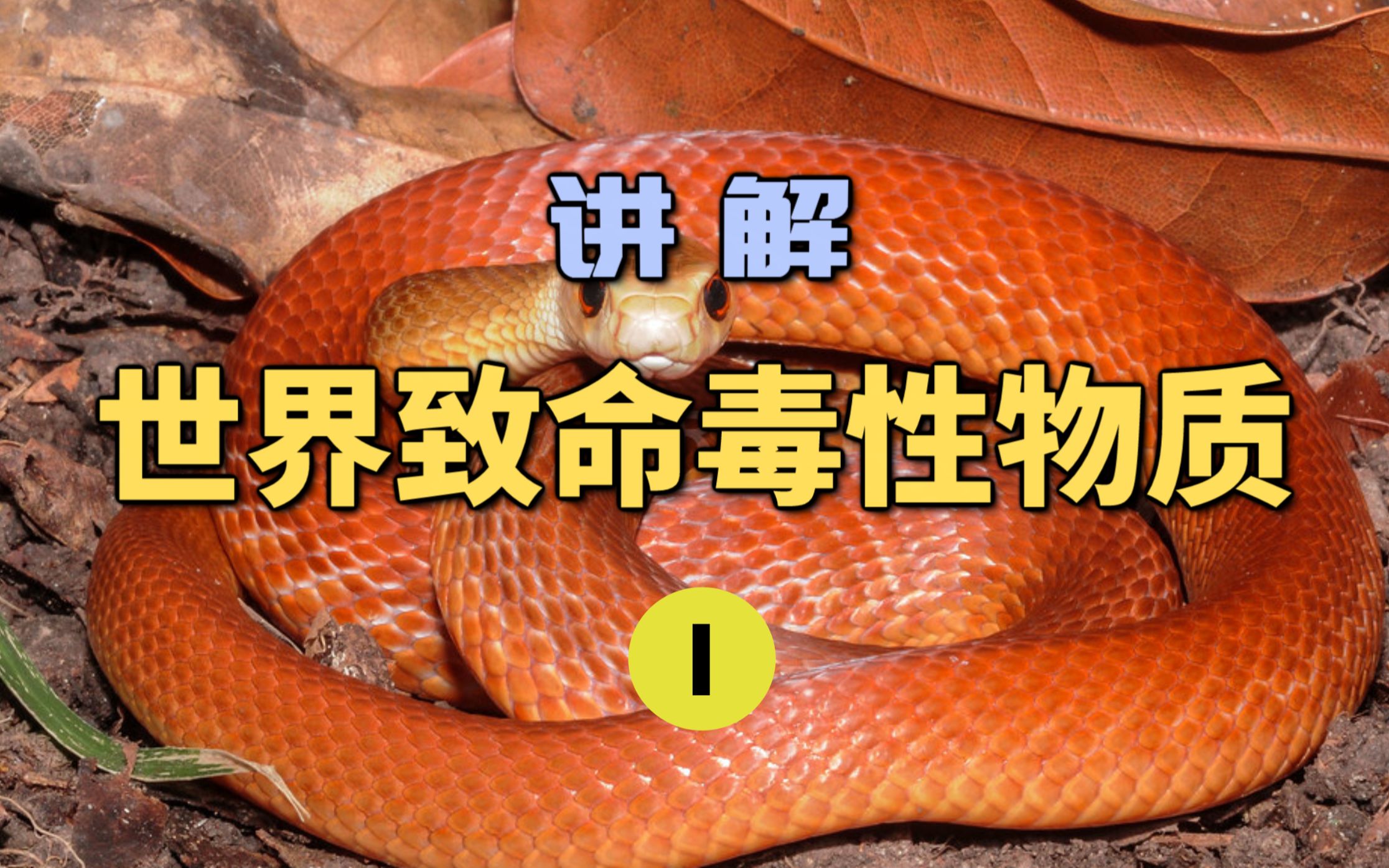 世界致命毒性物质(1)一克毒液足以杀死1000万只老鼠?