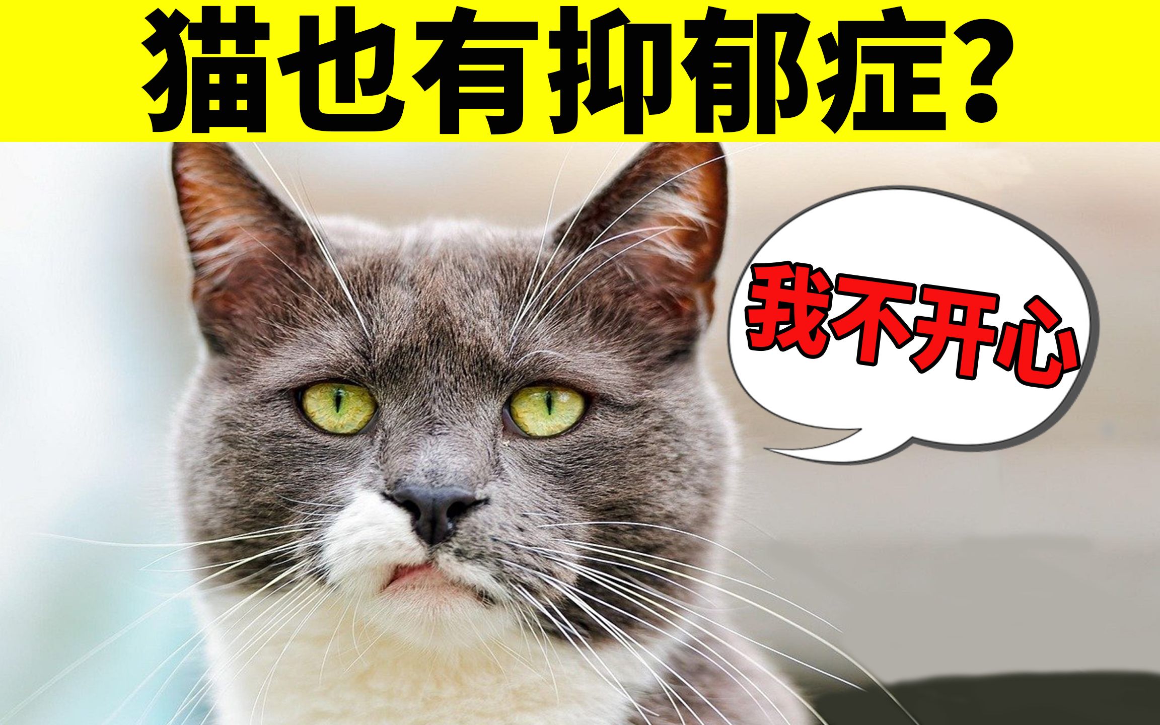 猫不开心的4种判断方法,养猫的你一定要知道!哔哩哔哩bilibili