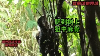 Download Video: 巨蜥被猎人狙个爆头！爬到树上被狙到麻骨不断颤抖