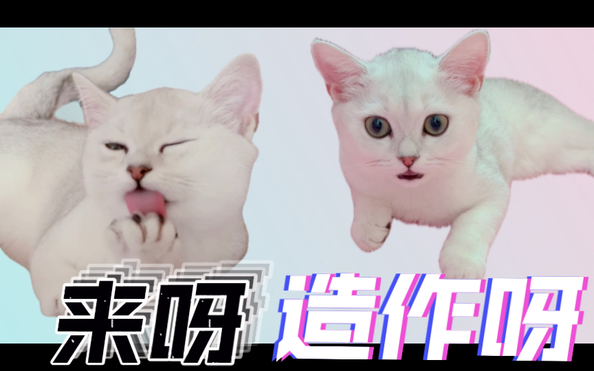 造作小猫在线表情包斗图