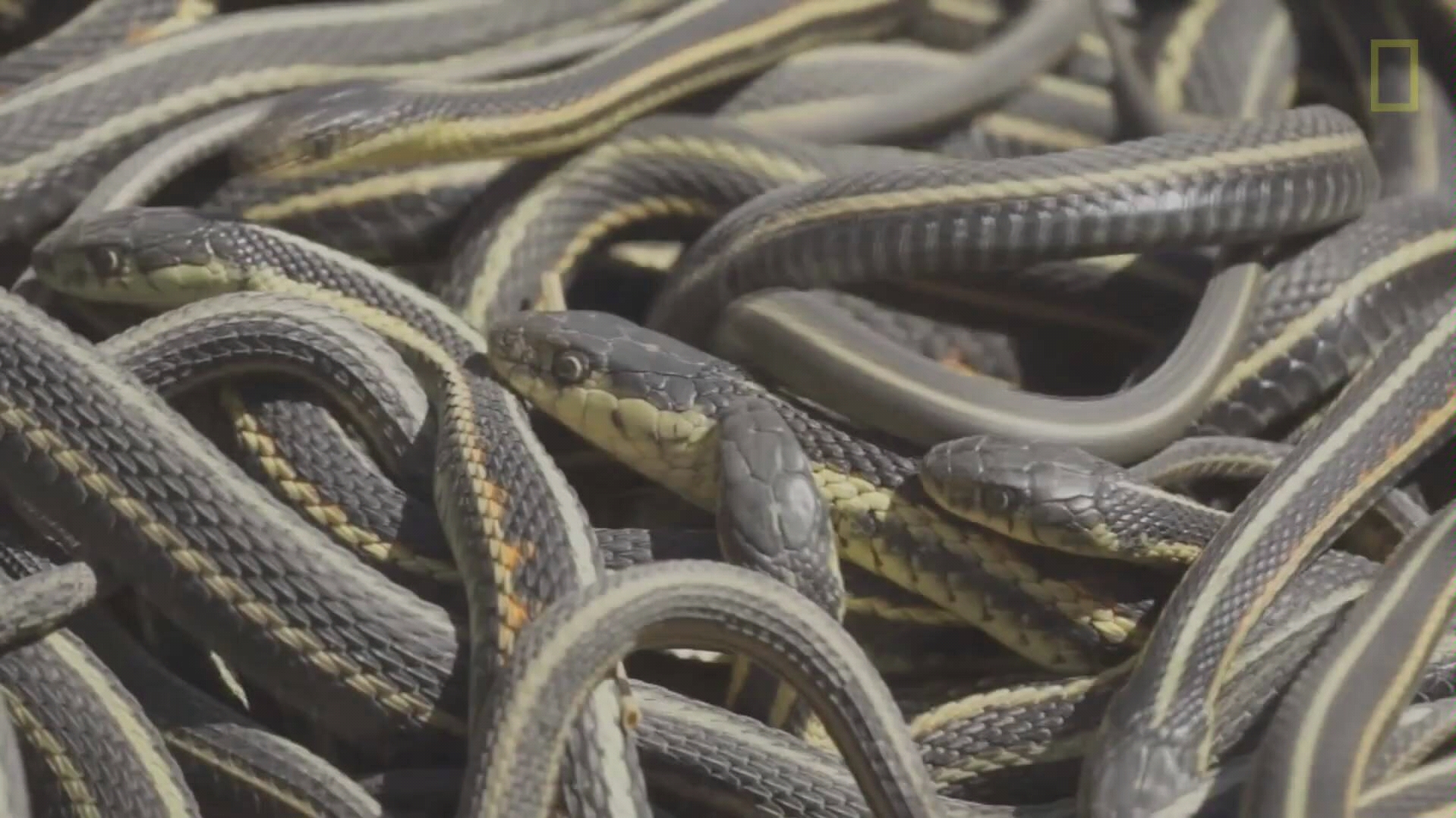 密集恐惧症和恐蛇症慎入!