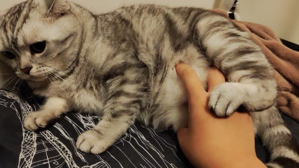 捏捏小猫咪肚子