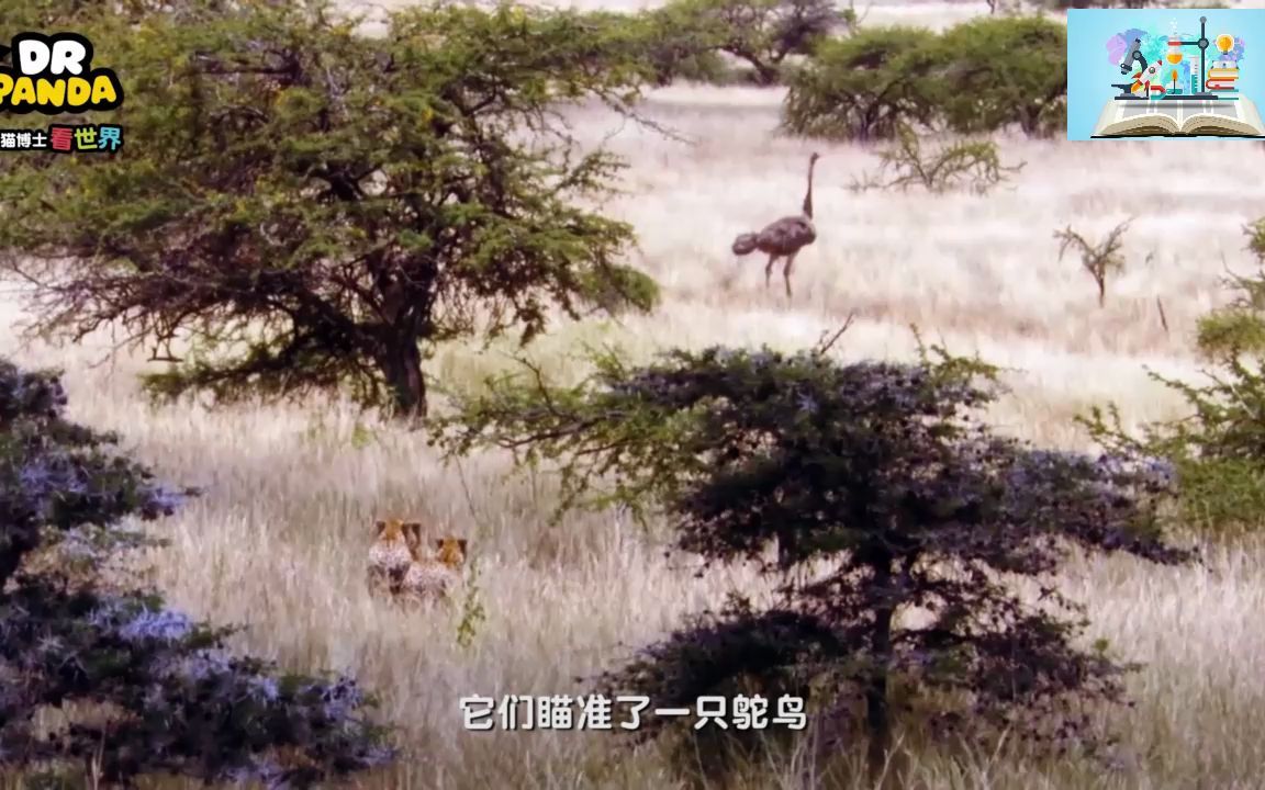 [图]09.谁的速度最快，熊猫博士科普05动物园