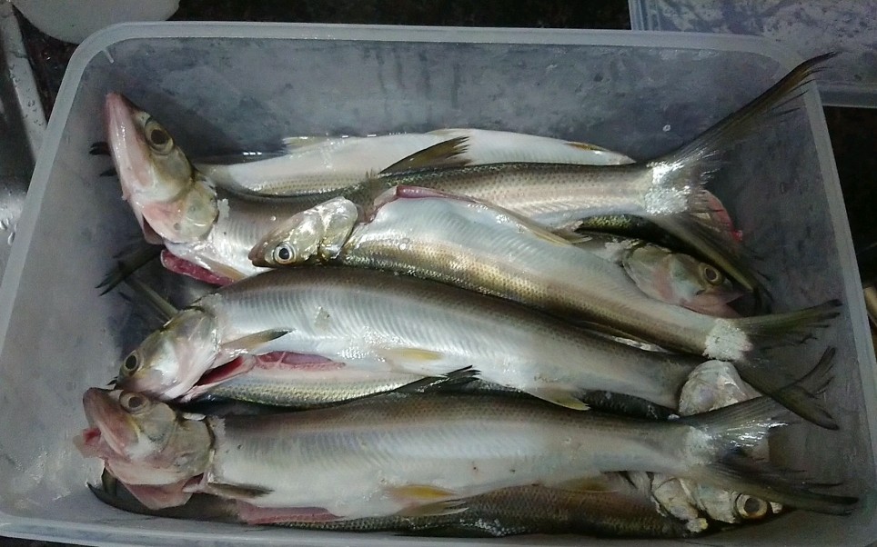 纯手工鱼丸 海鱼 幼鳞 多刺鱼