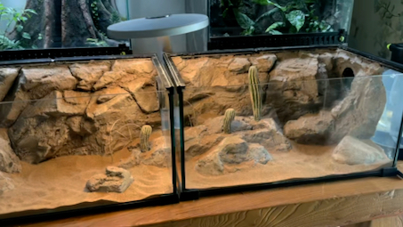 雨林缸做腻了,来个贯穿二连沙漠缸吧