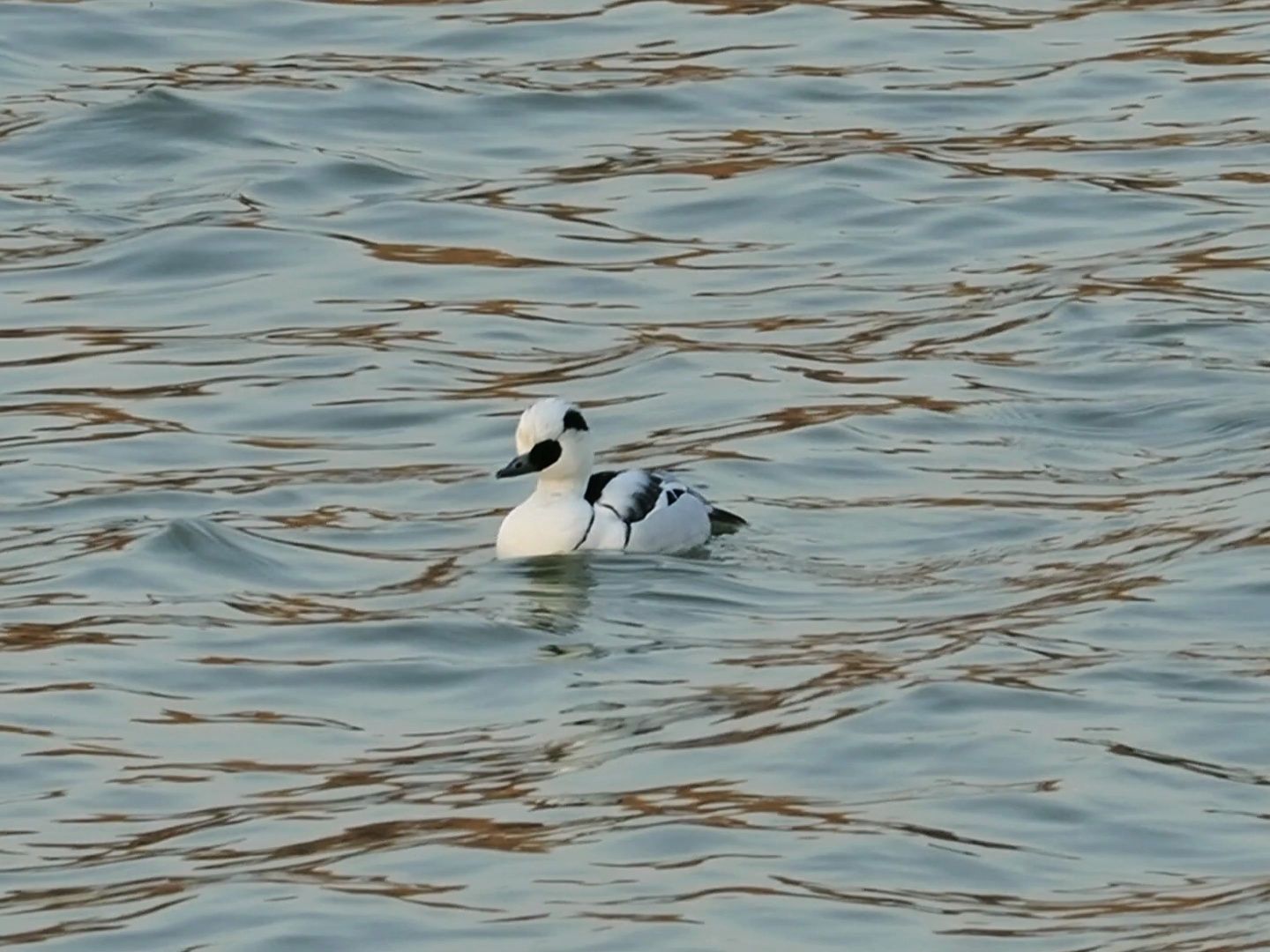 好可爱的熊猫鸭