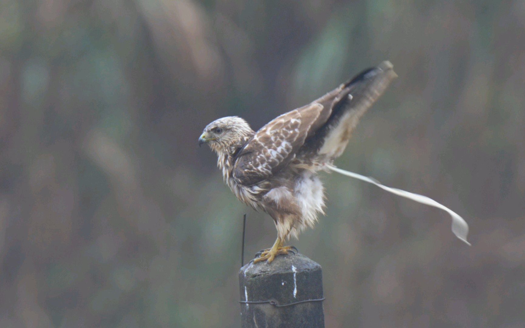 雨中1/10倍速下普通鵟的减负起飞