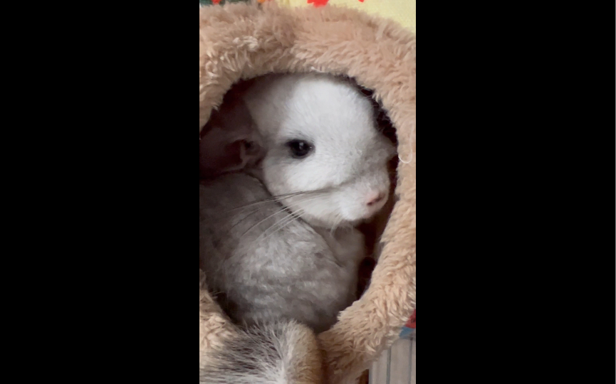 保暖棉窝龙猫多多睡不醒 日常 呆萌发呆卡哇伊