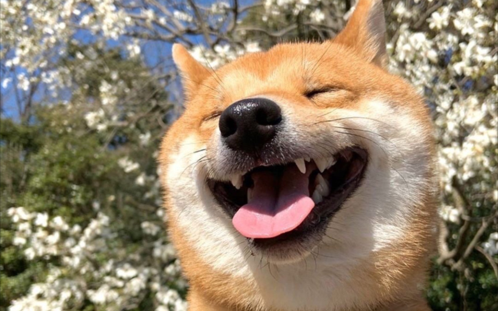 【超治愈】傻傻柴犬惹人爱