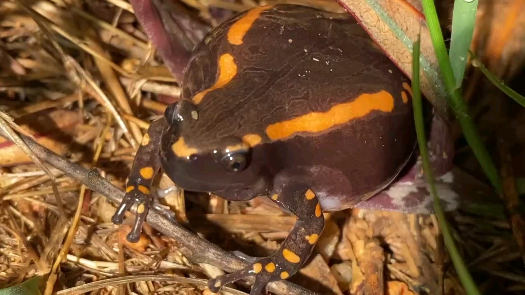 【转载】会与多种蝎子同居的双带介间姬蛙(Phrynomerus bifasciatus)鸣叫哔哩哔哩bilibili