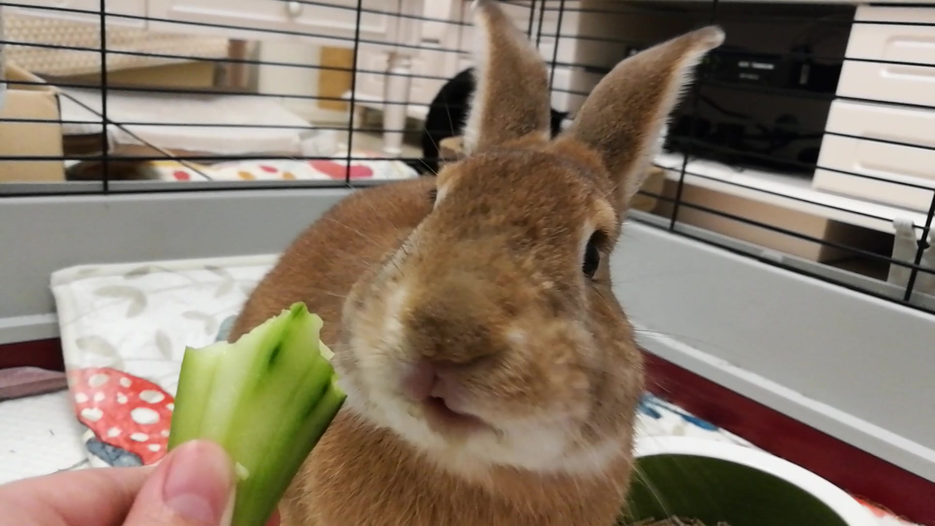 【维诺家】兔子团团:这是一个吃播!露出大门牙给你看~(无bgm)