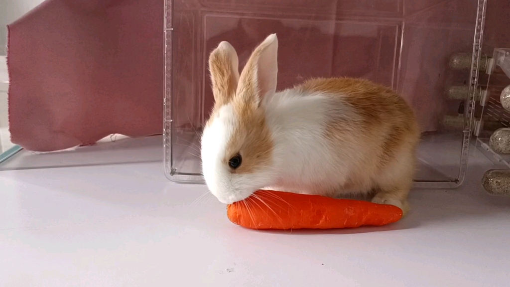 兔子胡萝卜壁纸图片
