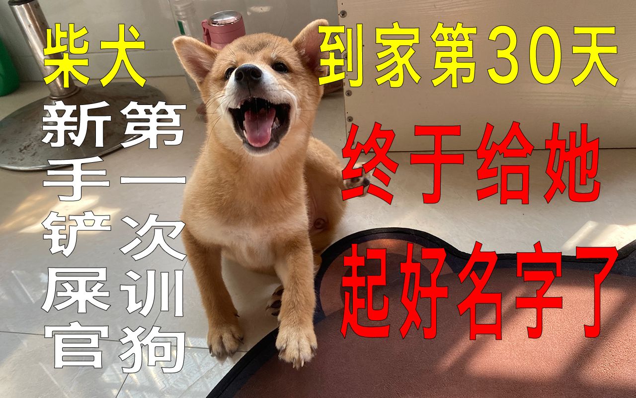 柴犬宝宝到家的第30天,终于给她起好名字了!新手铲屎官第一次训她.哔哩哔哩bilibili